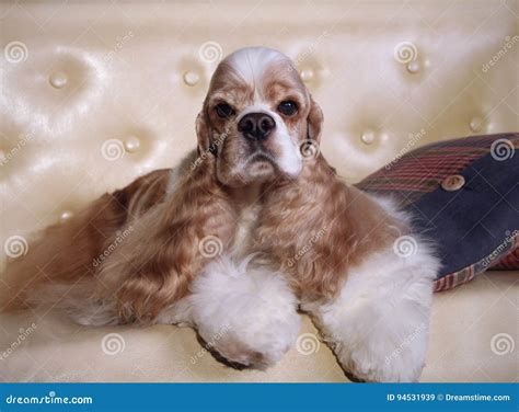 Grooming American Cocker Spaniel Stock Image - Image of cocker ...