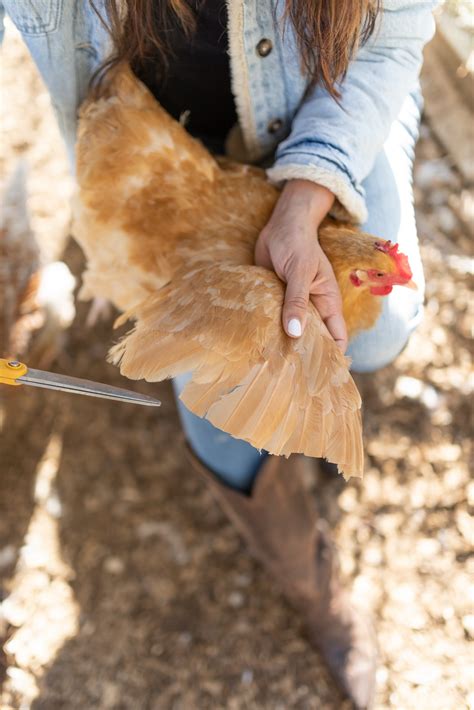 How To Clip Chicken Wings And All Your Wing-Clipping Questions Answered ...
