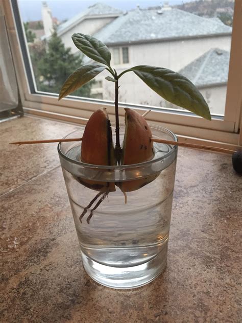How To Grow A Tree From An Avocado Seed at Lucy Haire blog