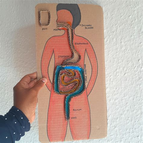 Digestive System Model Project