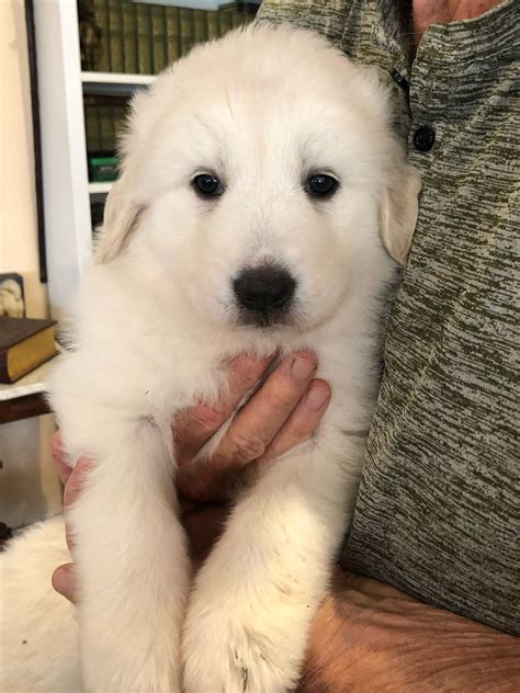 Great Pyrenees Puppies For Sale