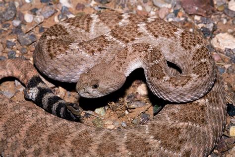 Definitive Guide To Western Diamondback Rattlesnake Facts, Habitat ...
