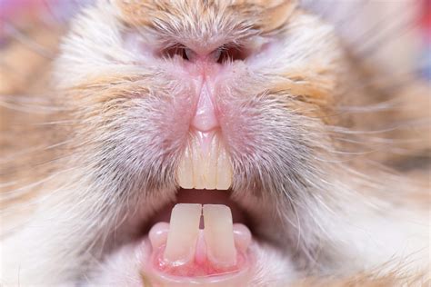 20 Opossum Teeth Facts - Facts.net