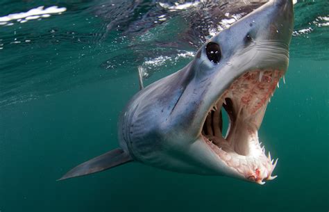I fought off bloodthirsty bull sharks with my bare hands for 15 hours after crashing my plane in ...