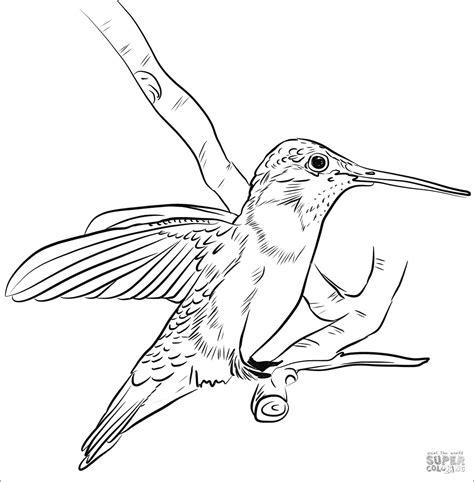 Hummingbird Coloring Page