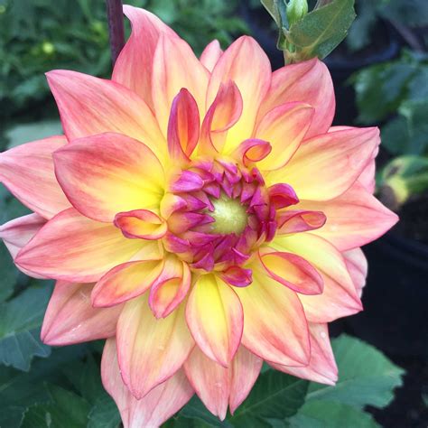 Blog | Late summer flowers, Summer bulbs, Bulb flowers