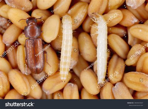 Larvae Beetle Confused Flour Beetle Tribolium Stock Photo 1894947037 ...