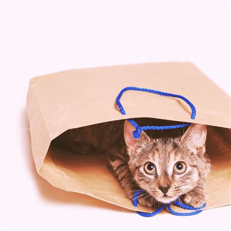 7 Solid Reasons Why You Should Avoid Buying A Cat