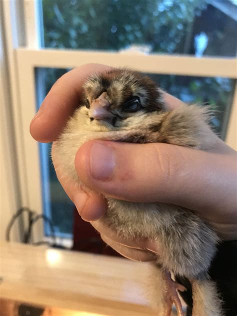 My baby chick Coraline, at 3 days old : r/aww