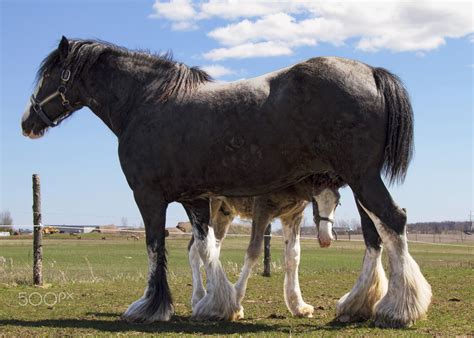 Big Horse