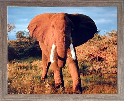 Wild Elephant Reproduction