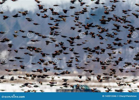 Red Winged Blackbirds Fly in Amazing Formation Over Farmlands Stock Photo - Image of nature ... - migration of red winged blackbird