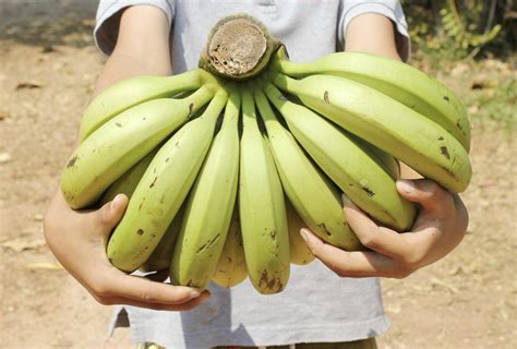 Banana Plant Harvest at Tia Thomas blog