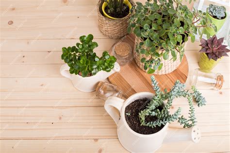 Premium Photo | Succulents, house plants in pots