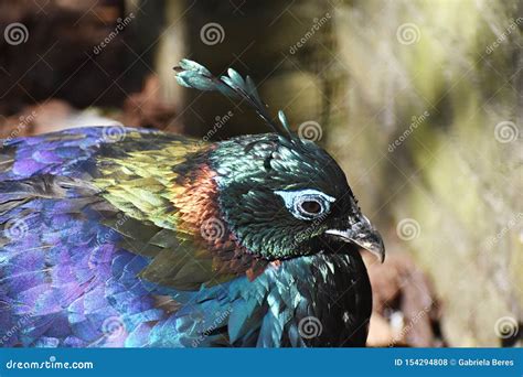 Colorful Beautiful Bird, Himalayan Monal, Lophophorus Impejanus. Stock ...