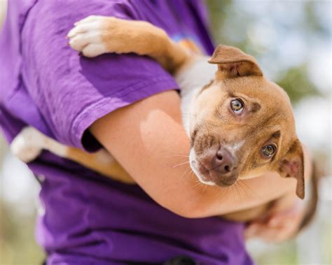 Found Animals Brisbane | AWLQ