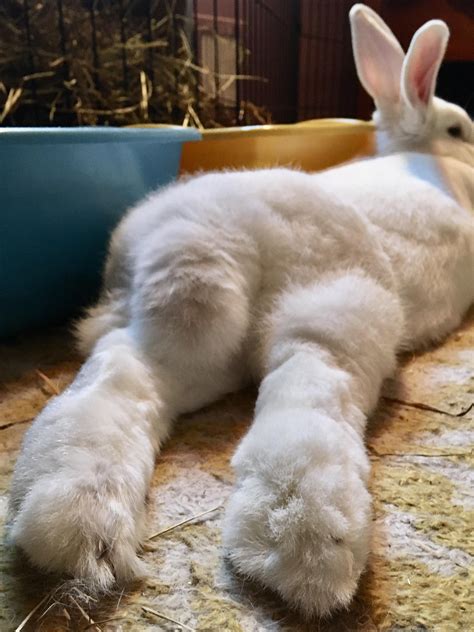 Feetz. #rabbit #rabbits #rodent #pet | Rabbit, Pets, Rodents