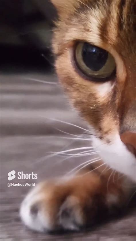 Cat Scolding Owner For Not Holding Camera Still : r/cats