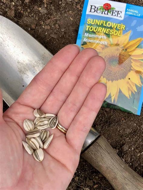 How To Start Planting Sunflower Seeds - Hobby Granding