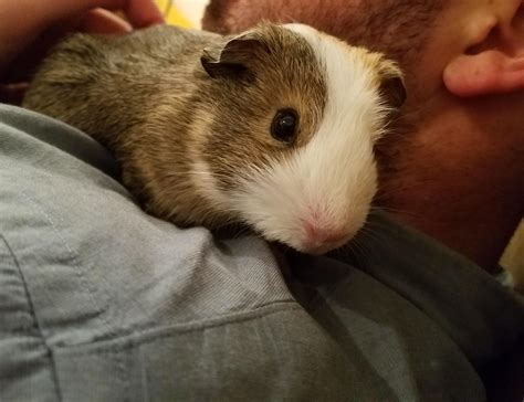 Arno Antino Porn Videos