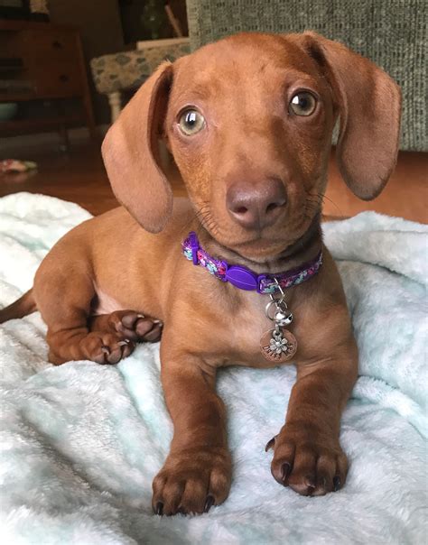 Adorable 10-Week-Old Miniature Dachshund Puppy