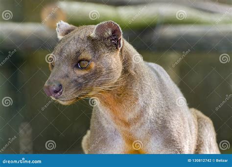 The Malagasy Fossa stock photo. Image of cryptoprocta - 130812742