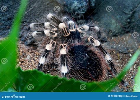 Portrait of Brazilian Whiteknee Tarantula Stock Photo - Image of ...