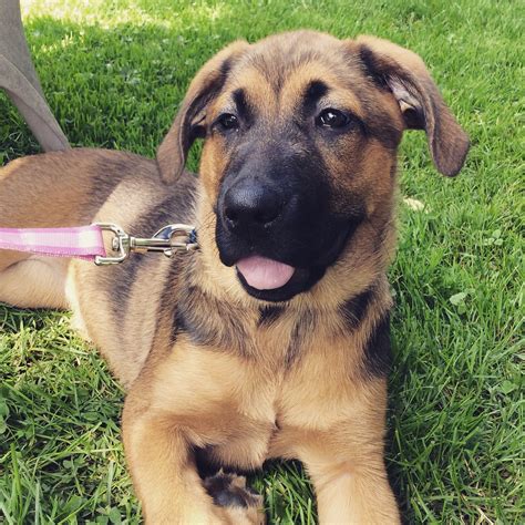 German Shepherd Lab Mix Dog