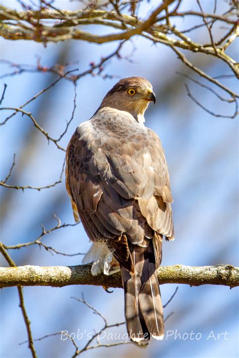 Cooper's Hawk - Bird Photograph, Bird Art, Wildlife Photography, Nature ...
