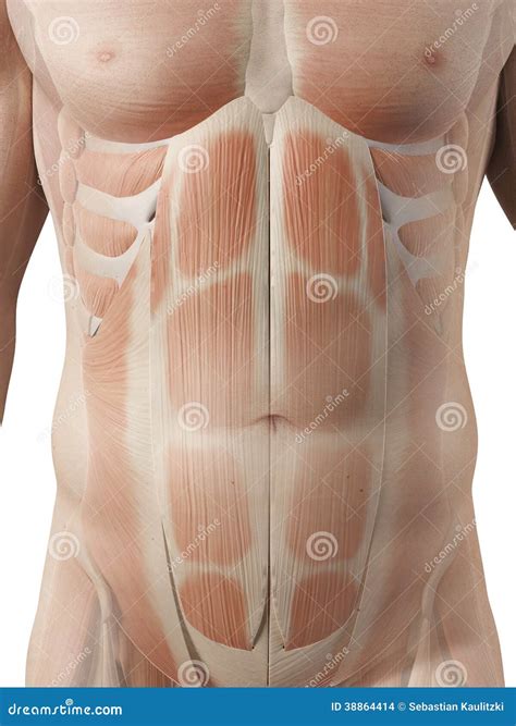 Male Abdominal Muscle Separation