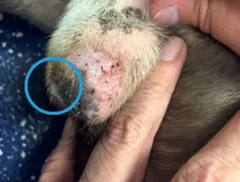 Dog Smegma Infection