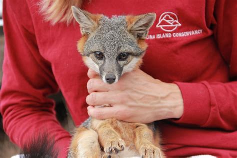 Santa Catalina Island Fox is unique to the Catalina islands off the ...