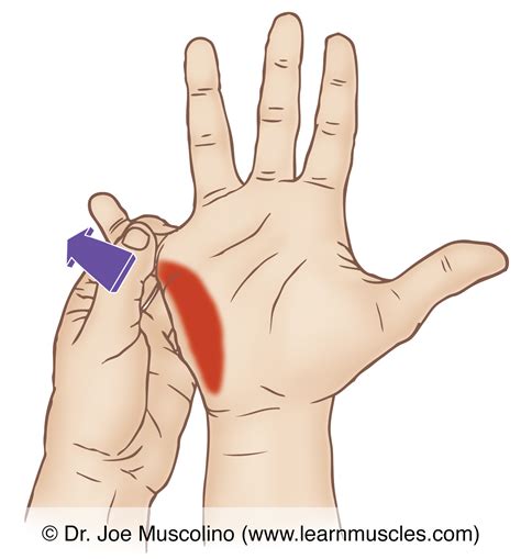 Opponens Digiti Minimi