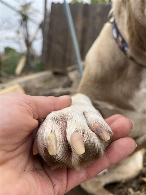 Dog limping, I’ve been giving him antibiotics (cephalexin) but im still ...