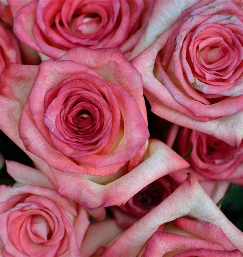 Download Pink Color Roses Close Up Wallpaper | Wallpapers.com