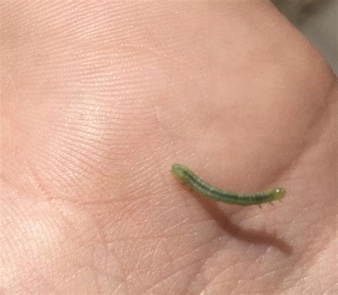 What Do Inch Worms Turn Into - Hasma