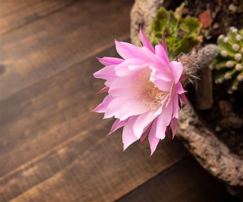 Best flowering cacti: 8 stunning varieties | Homes and Gardens