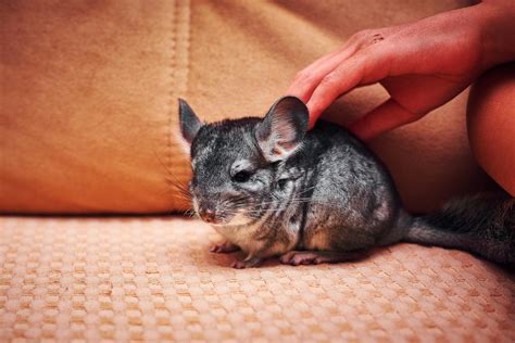 Are Chinchillas Nocturnal? Uncovering Their Sleep Patterns