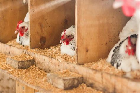 Chicken Reproduction: How Do Chickens Mate and Reproduce? - A-Z Animals