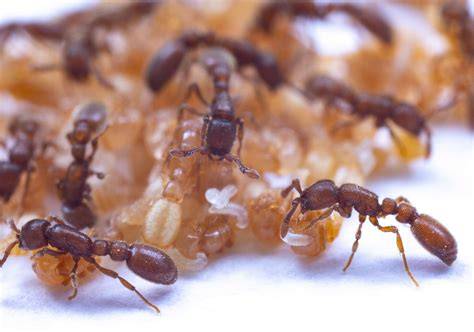 Can Insects Really Survive Without Oxygen? The Surprising Truth