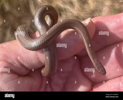 Sharp-tailed Snake (Contia tenuis Stock Photo - Alamy