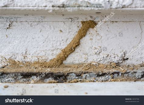 Mud Tunnel Or Tube Of Subterranean Termites Stock Photo 18747745 ...