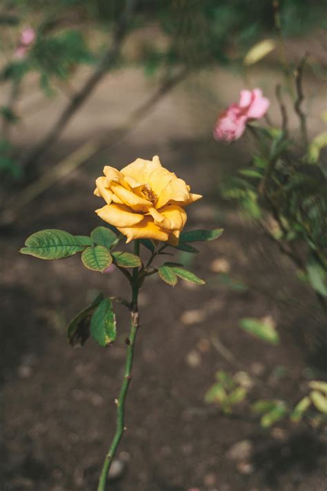 Xnxx.Com+Brazieli Photos, Download The BEST Free Xnxx.Com+Brazieli Stock Photos & HD Images