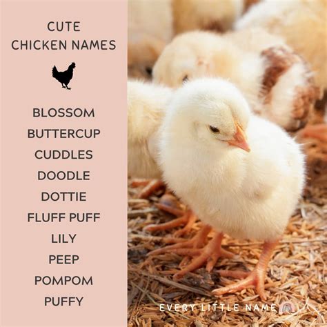 Cool Names For Chickens