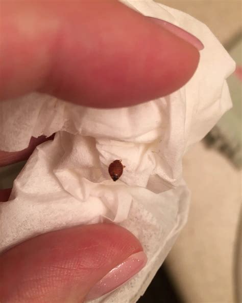 Bedbug Size