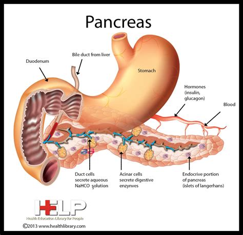Pancreas | Human anatomy and physiology, Medical anatomy, Anatomy