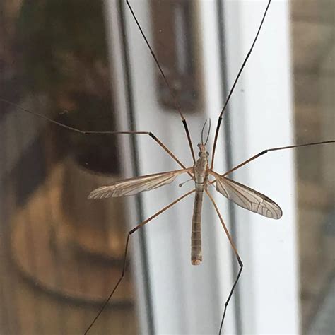 Are Daddy Long Legs Dangerous For Dogs
