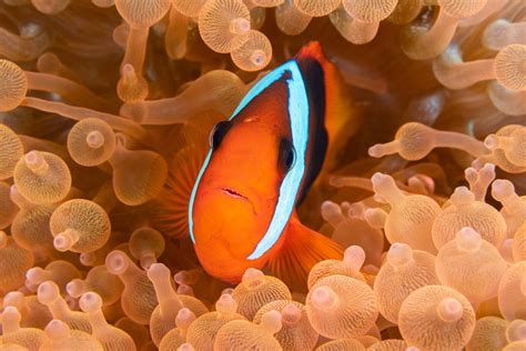 The 15 Types of Clownfish