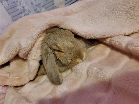 Hibernating Rabbit