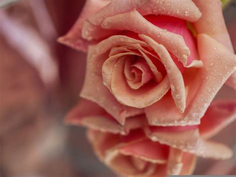 Roses, Closeup, Pink color, Drops, HD Wallpaper | Rare Gallery